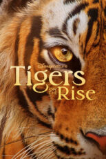 دانلود مستند Tigers on the Rise 2024 ببرها در حال اوج‌گیری